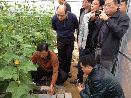 县政协经济界委员到莆田考察无土栽培蔬菜大棚基地
